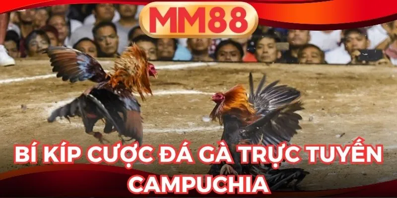 Đá gà trực tuyến Campuchia